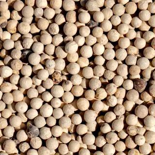 {Piper Alb (Boabe) true} - imagine 1